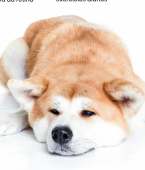 Akita: conheça em infográfico todas as características da raça de cachorro grande