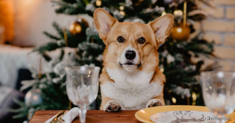 Na ceia de Natal, cachorro não pode comer tudo que ver pela frente ou pode passar mal