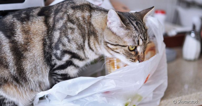 A alotriofagia é o ato de comer objetos não digestíveis, como o plástico 
