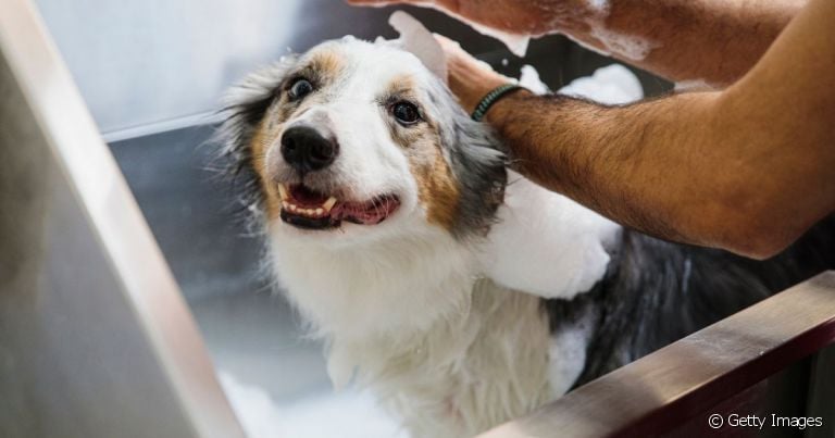  O banho terapêutico pet é um tipo de tratamento que visa a saúde da pele do animal