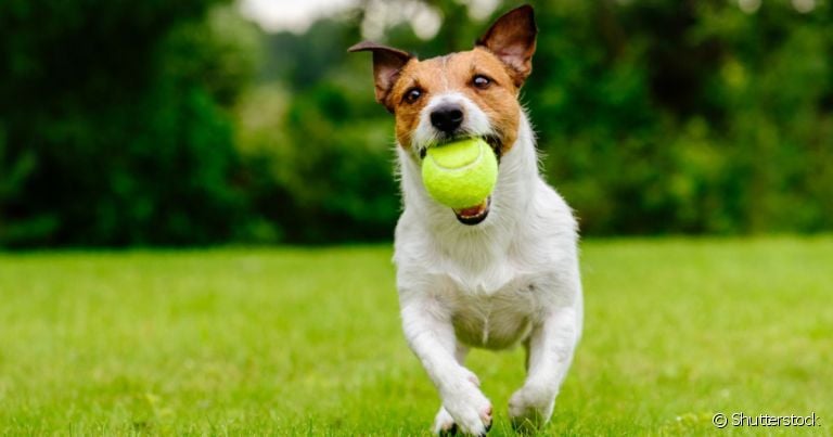 A bola de tênis para cachorro é mais resistente, mas é preciso ter atenção ao seu material