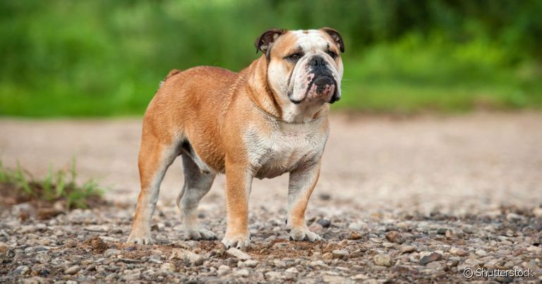 O Bulldog Campeiro é uma raça de cachorro de origem brasileira