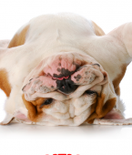 Bulldog Inglês: saiba tudo sobre a raça de cachorro (com infográfico)