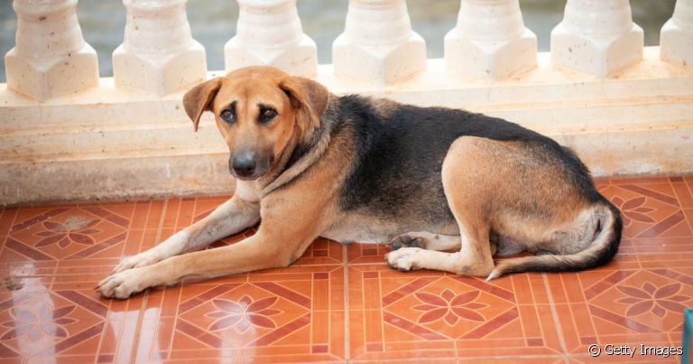 O cachorro arrastando bunda no chão pode indicar alguns problemas de saúde