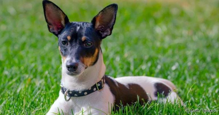 Você sabia que o Fox Paulistinha não é tão paulista assim? Veja essa e outras curiosidades sobre cães brasileiros.