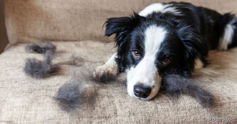 O tratamento de um cachorro com caspa e pelo caindo vai depender da causa