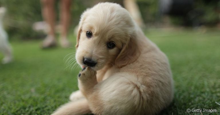 O cachorro lambendo ferida pode trazer problemas de saúde para o animal