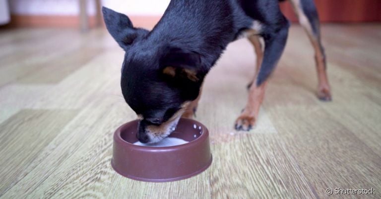 Pode dar leite para cachorro? Entenda o que a bebida causa no animal