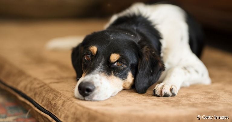  Meu cachorro teve contato com outro com cinomose: é bom ter atenção! 