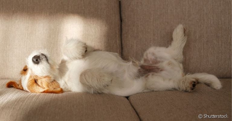 Os motivos do por que os cachorros se esfregam nas coisas são muito variados