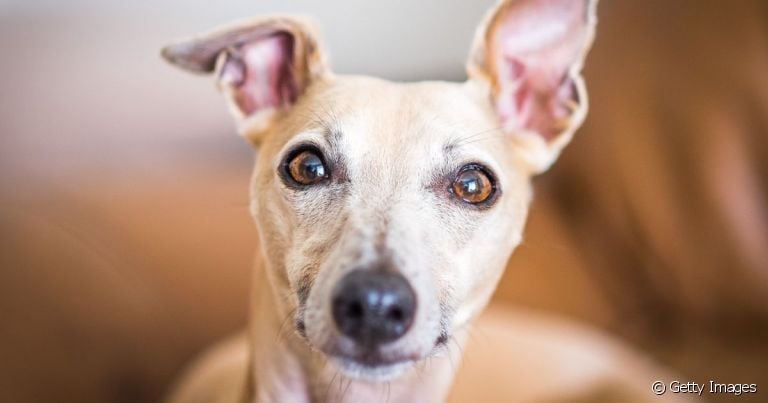  O cachorro surdo pode nascer com a condição em caso de degeneração hereditária