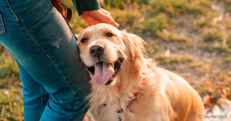 Cachorro de suporte emocional: do Golden Retriever ao vira-lata, saiba quais são as raças indicadas