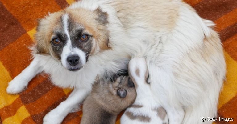  Cálcio para cadela amamentando é realmente necessário? Nutróloga veterinária responde a essa e outras perguntas! 