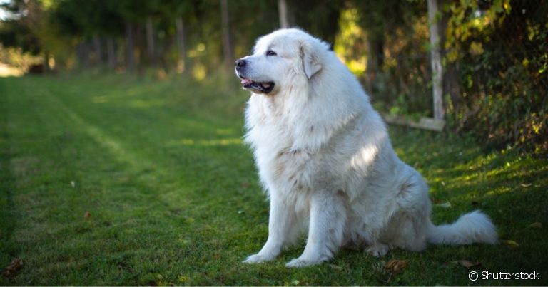 O Cão de Montanha dos Pirenéus é bem grande e tem uma pelagem bastante densa
