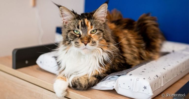 A cardiomiopatia dilatada em gatos é uma doença que merece atenção