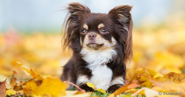 O Chihuahua de pelo longo é uma das variações da raça de cachorro