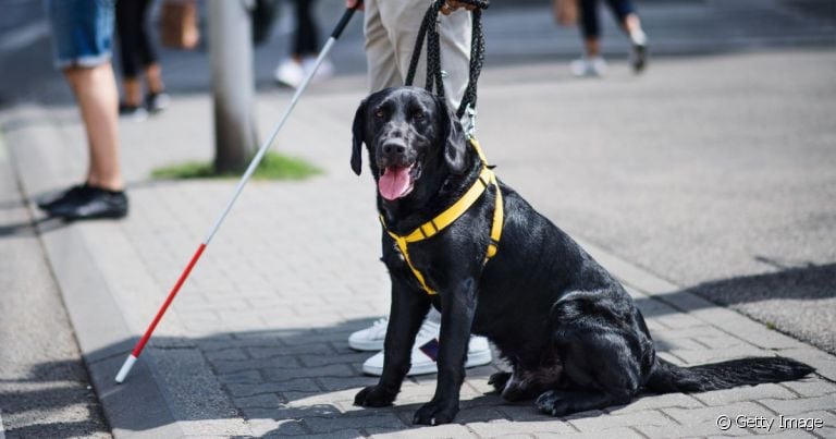 O cão guia trabalha por um tempo determinado