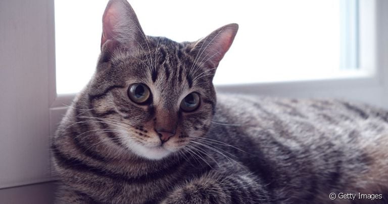  Teste rápido de FIV e FeLV responde em minutos se o gato é positivo. 