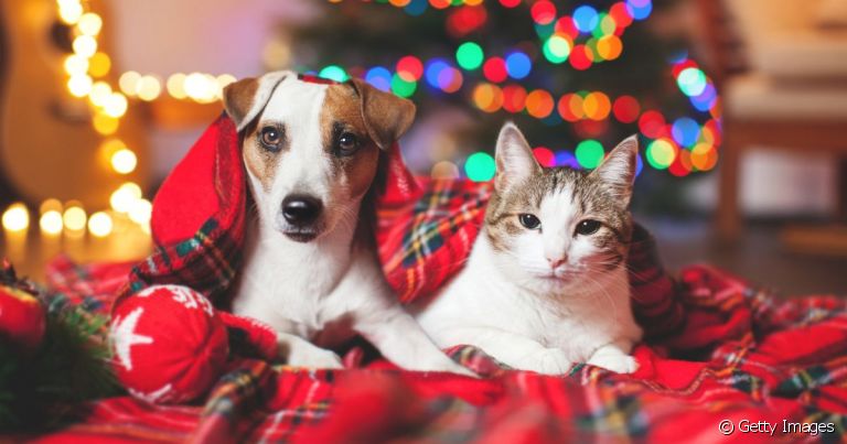  Um gato ou cachorro fugindo de casa é mais comum nessa época, então tenha cautela!