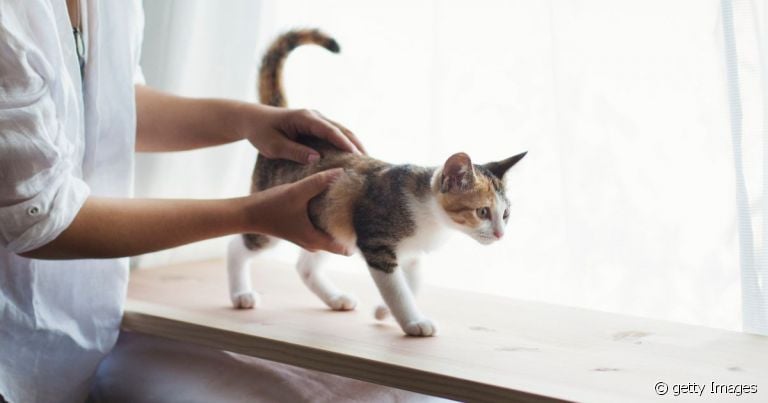 Segurar um gato do jeito certo pode evitar acidentes graves
