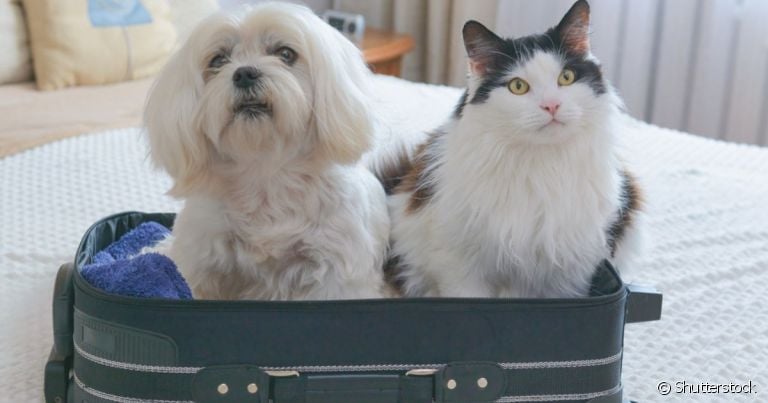 O certificado zoosanitário internacional (czi) deve ser emitido para os pets viajarem para fora do país