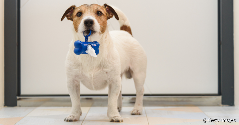  A coprofagia em cães incomoda os tutores e faz mal para a saúde do animal
