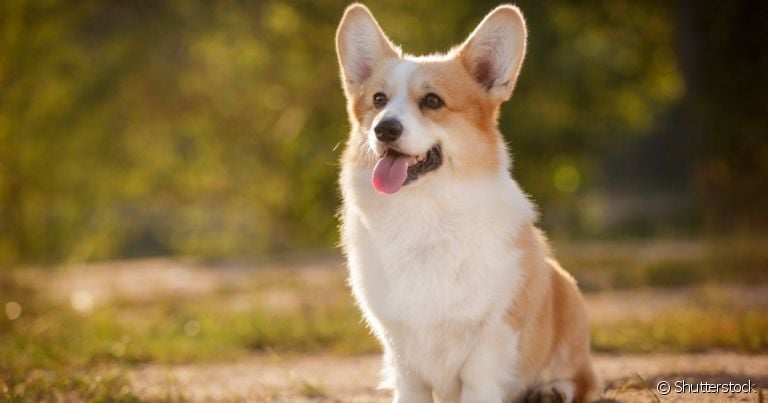 Pembroke Welsh Corgi e Cardigan Welsh Corgi são as duas variações de Corgi que existem