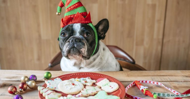 A ceia de natal canina deve ser preparada com cuidado extra para raças com predisposição à obesidade