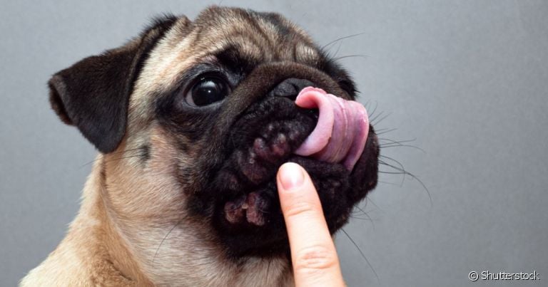 A dermatite em Pug é comum porque as rugas propiciam o acúmulo de sujeira e umidade