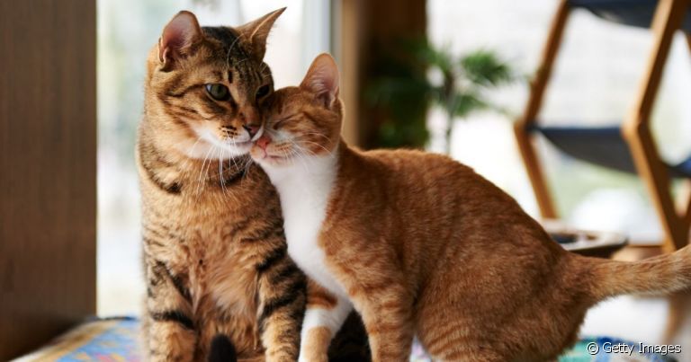Adotar gato novo se torna um desafio quando a casa já tem outro gato.