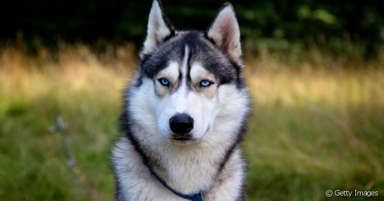 Husky Siberiano: doenças autoimunes são comuns na raça