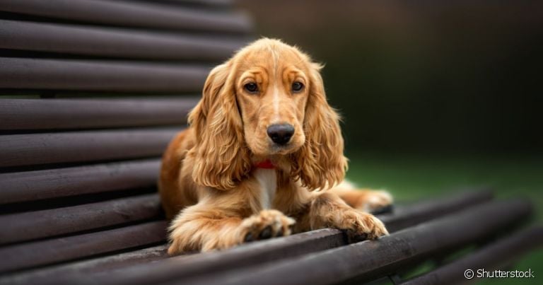 Os problemas no coração de cachorro são mais comuns em determinadas raças