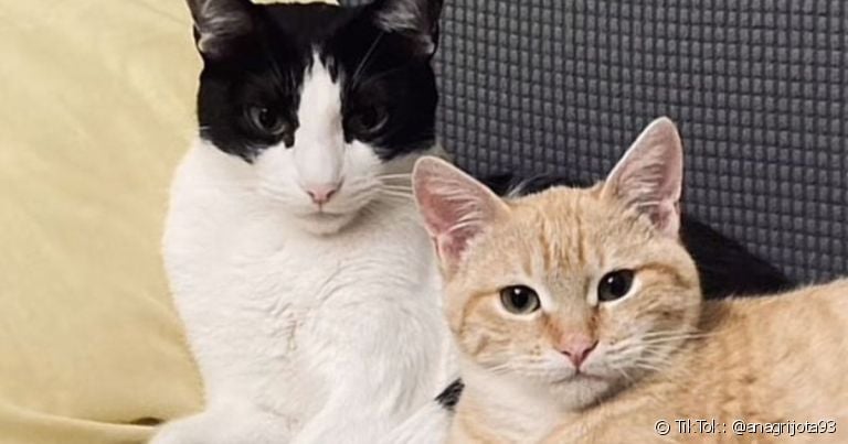 Sugar é um gato amputado que não vive mais sem seu irmão Oreo