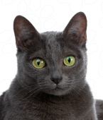 Gato cinza: veja em infográfico as características da raça Korat