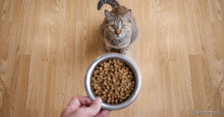 Ao ver um gato com fome excessiva, é bom investigar as causas