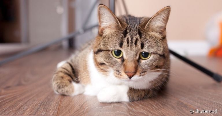 A inflamação intestinal em gatos é o conjunto de doenças que atacam o intestino do animal
