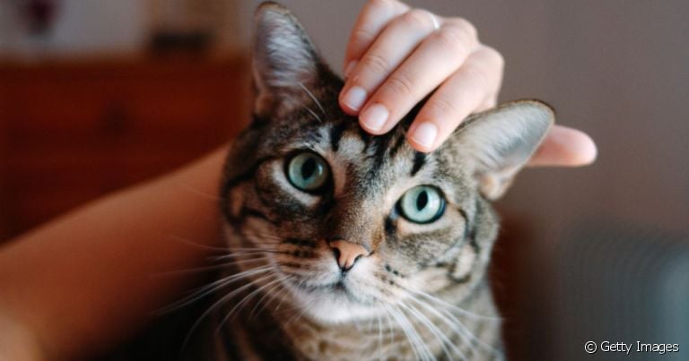  O Pelo Curto Brasileiro é um felino típico do país 