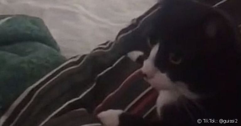 Gato latindo: Ozzy é a prova viva de que felinos não sabem apenas miar...