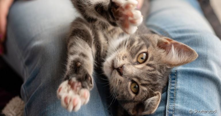 Gato no colo não costuma ser recomendado porque a maioria dos felinos fica desconfortável e tenta escapar