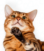 Gato Savannah: veja infográfico e conheça a raça felina