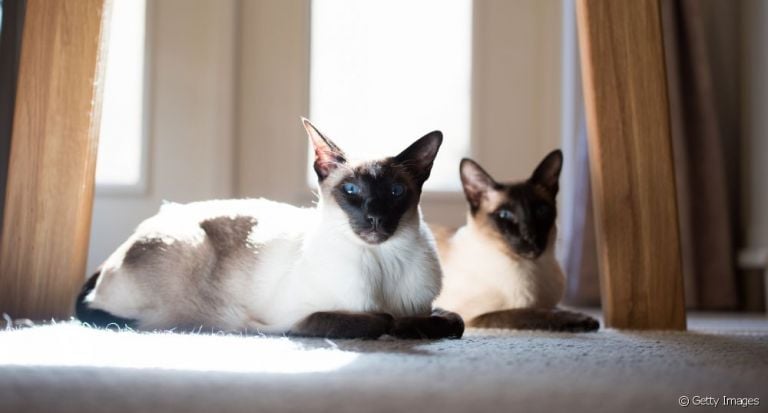 O gato Siamês tem características que podem ser confundidas com outras raças