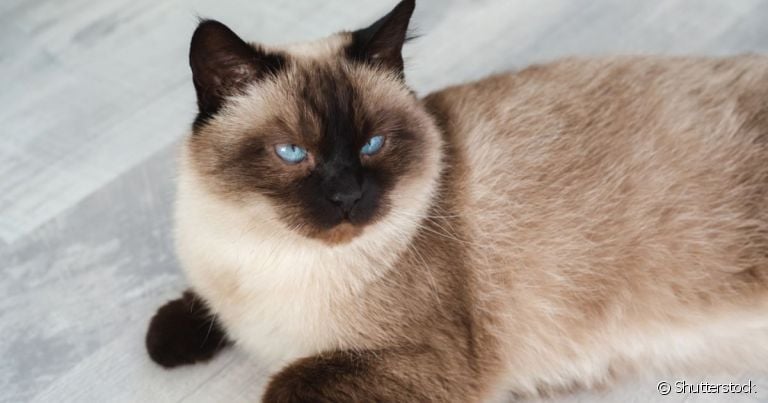 O gato Thai é frequentemente confundido com o Siamês por terem a aparência bastante parecida