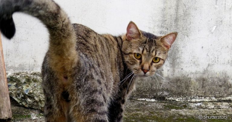  Condição é mais comum em cães, mas a glândula adanal em gatos também pode inflamar