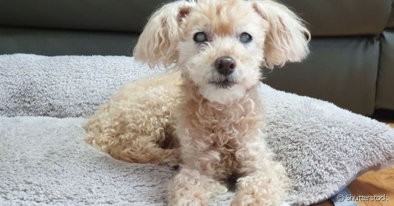 No Poodle, doenças mais comuns incluem a catarata, que pode evoluir para o glaucoma canino