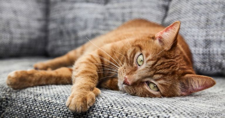 A hipoplasia cerebral é uma doença que deixa o gato sem equilíbrio e não tem cura