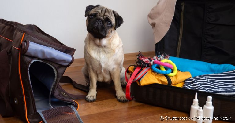 Veja o passo a passo de como preparar seu pet para se hospedar em um hotel para cachorro.