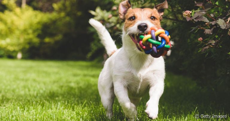 O Jack Russell Terrier precisa de uma rotina intensa de exercícios físicos