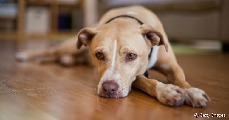  Rato morde cachorro? Sim! E isso gera doenças como a leptospirose canina. 