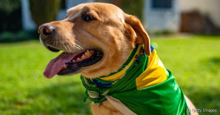 Com as cores da bandeira do Brasil, esses são os torcedores mais fofos que você vai ver