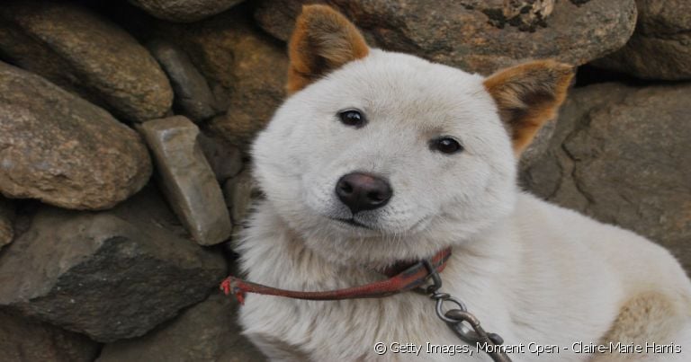 Jindo-coreano: raça asiática merece um nome coreano para cachorro para combinar.